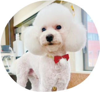 ペットクリップ例