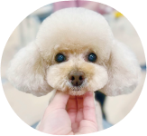 ペットクリップ例