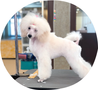 ショークリップ例1