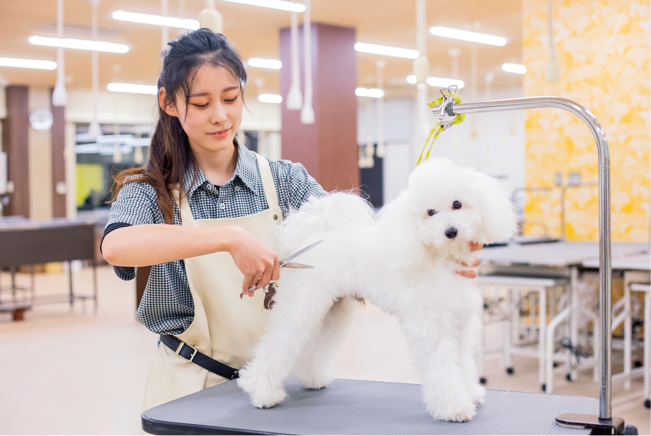 1人で1頭を時間内に仕上げる